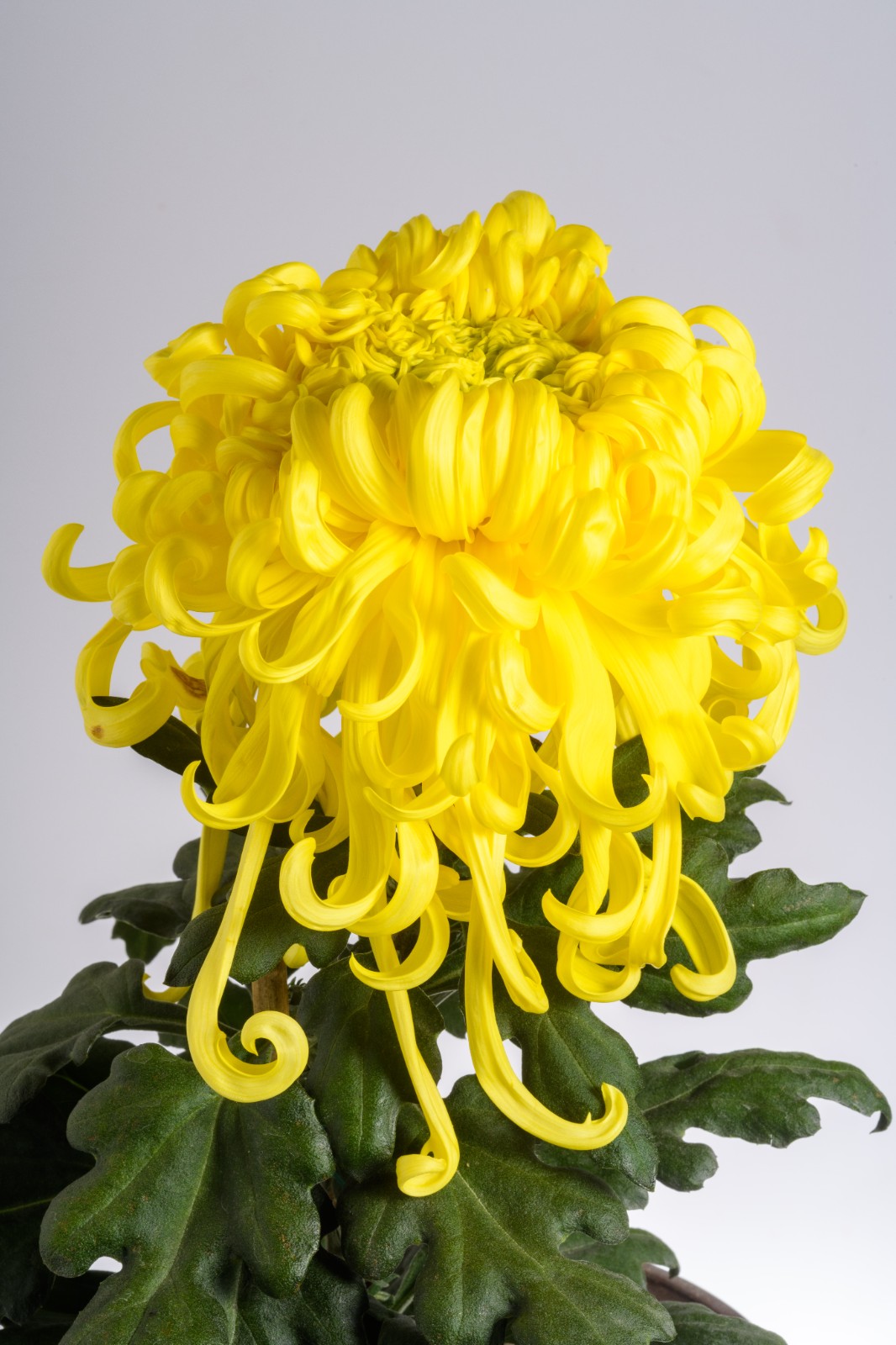 瑞云万里-专项品种（独本菊）金奖.jpg